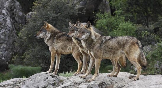 Soutien majoritaire pour conserver et proteger le loup chez les