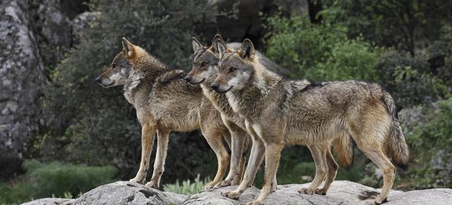 Soutien majoritaire pour conserver et proteger le loup chez les