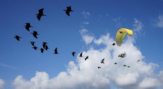 Un nouvel oiseau migrateur choisit lAndalousie comme destination hivernale