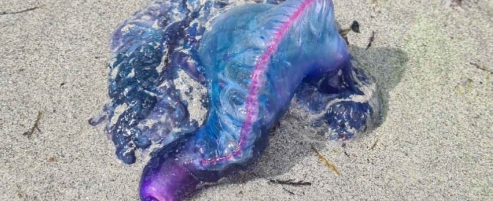 la fausse meduse qui effraie deja les baigneurs en Mediterranee