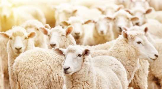 Arrete pour avoir vole plus de 70 moutons dans une