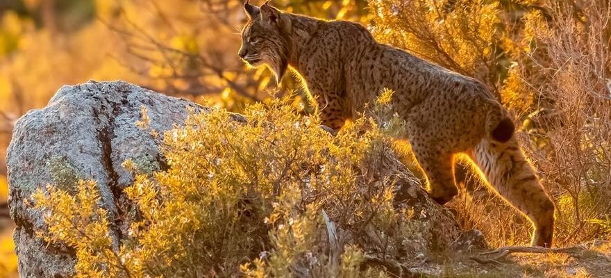 Chaque semaine un lynx meurt aux mains des braconniers