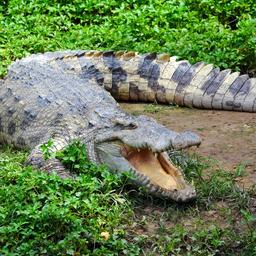 Des dizaines de crocodiles sechappent dune ferme chinoise a cause