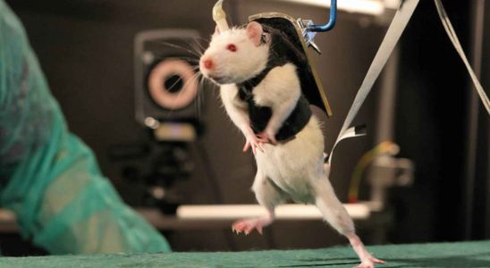 Des scientifiques parviennent a faire marcher des souris paralysees en