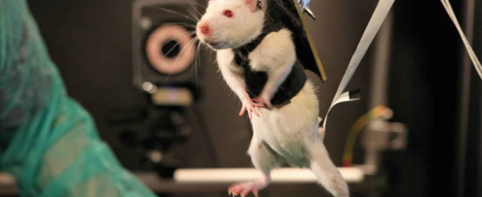 Des scientifiques parviennent a faire marcher des souris paralysees en
