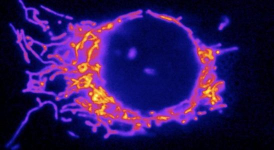 La connexion entre les mitochondries et lesprit une nouvelle frontiere