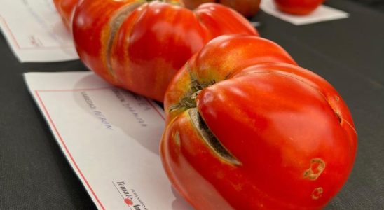 La meilleure vieille tomate dEspagne est cultivee a Saragosse