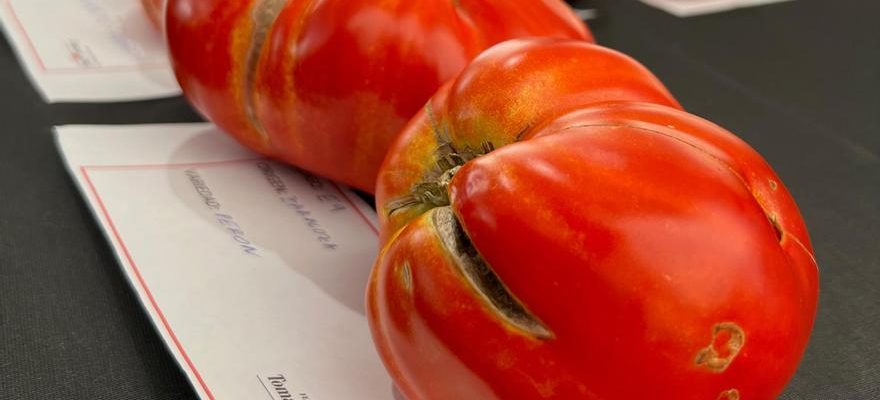 La meilleure vieille tomate dEspagne est cultivee a Saragosse