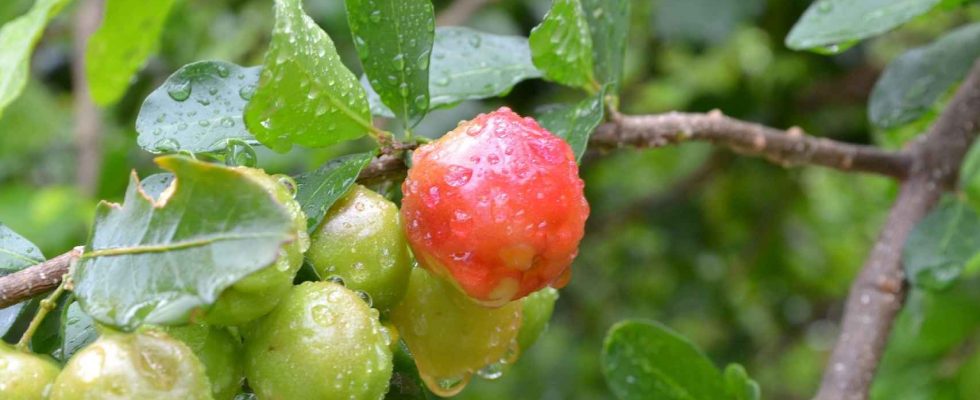 Le fruit le plus meconnu qui reduit la glycemie et