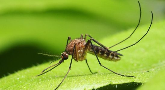 Le moustique tigre transmetteur de la dengue etend son champ
