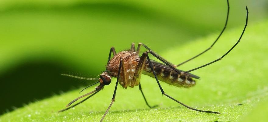 Le moustique tigre transmetteur de la dengue etend son champ