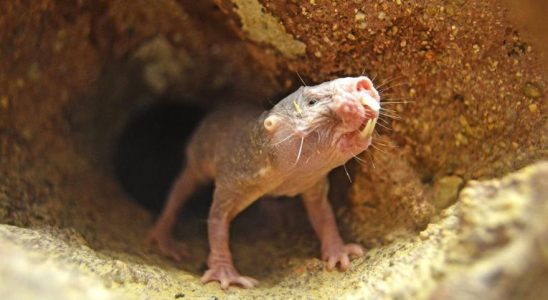 Le rat taupe nu detient il le secret de limmortalite