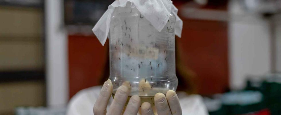 Le traitement innovant de MSF contre la dengue
