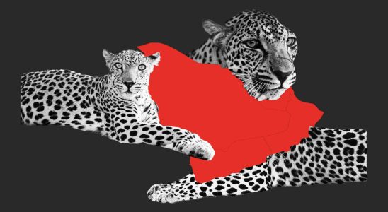 Leopard dArabie lespece mysterieuse que lEspagne contribue a sauver sur