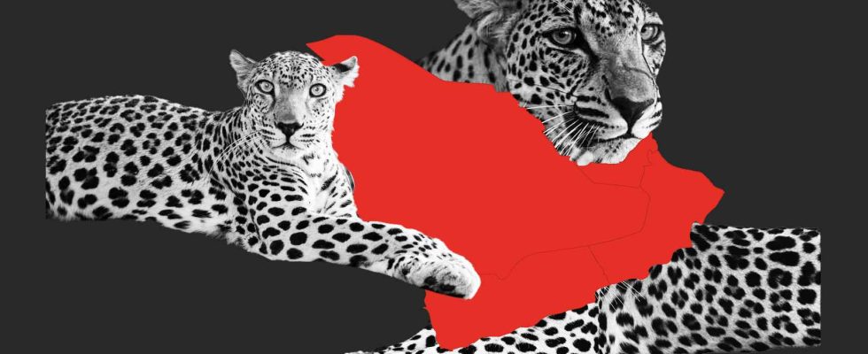 Leopard dArabie lespece mysterieuse que lEspagne contribue a sauver sur