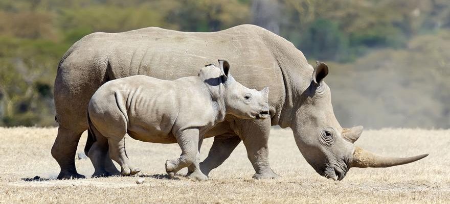 Plus de 2 000 rhinoceros blancs retenus captifs en Afrique