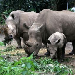 Plus de rhinoceros blancs en Afrique pour la premiere fois
