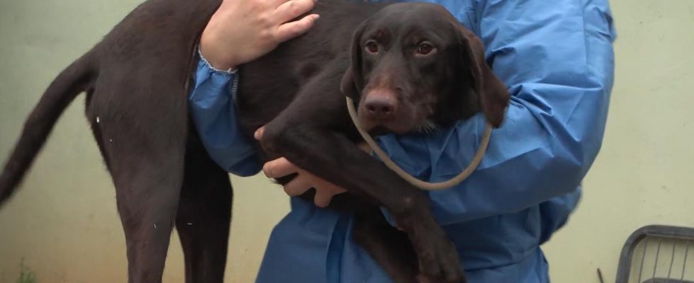 Un eleveur controverse dEersel possede a nouveau des chiens malgre