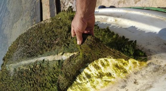 Une nouvelle algue envahissante atteint la Mediterranee espagnole causant des