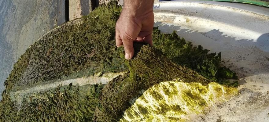 Une nouvelle algue envahissante atteint la Mediterranee espagnole causant des