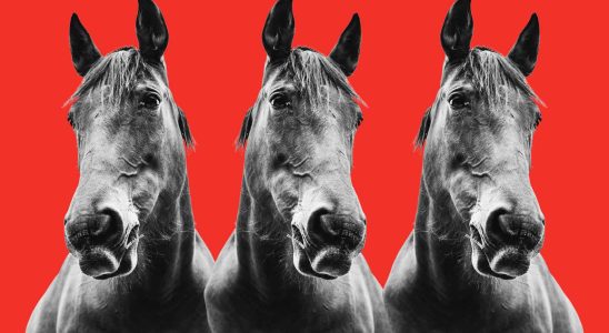 Voici comment cloner un cheval pour 150 000 euros