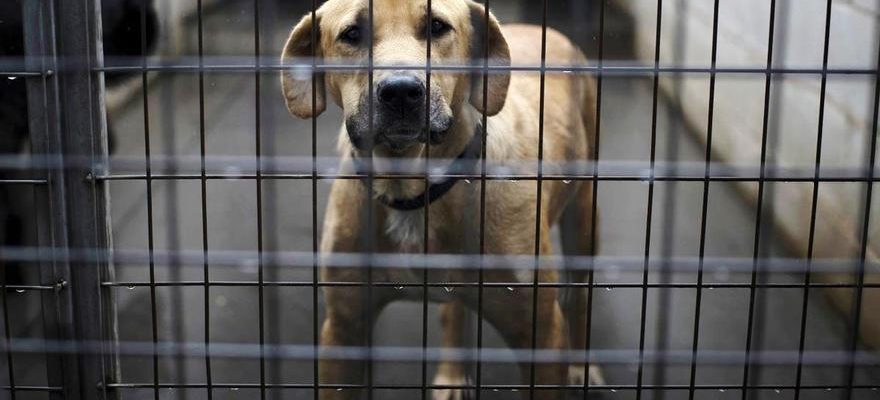 chats sterilises obligatoirement et chiens seuls pendant une journee au