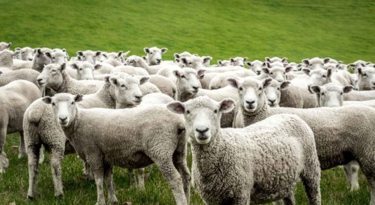 un troupeau de moutons seme le chaos en Grece en