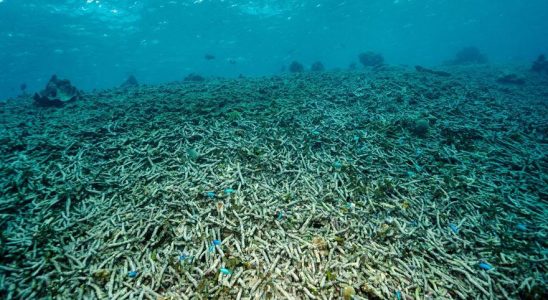 Acidification des oceans un probleme aussi silencieux que devastateur