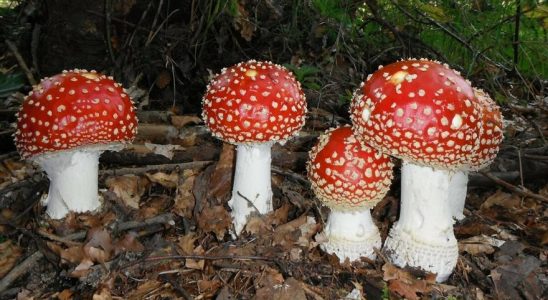 Ce sont les six champignons les plus veneneux dEspagne