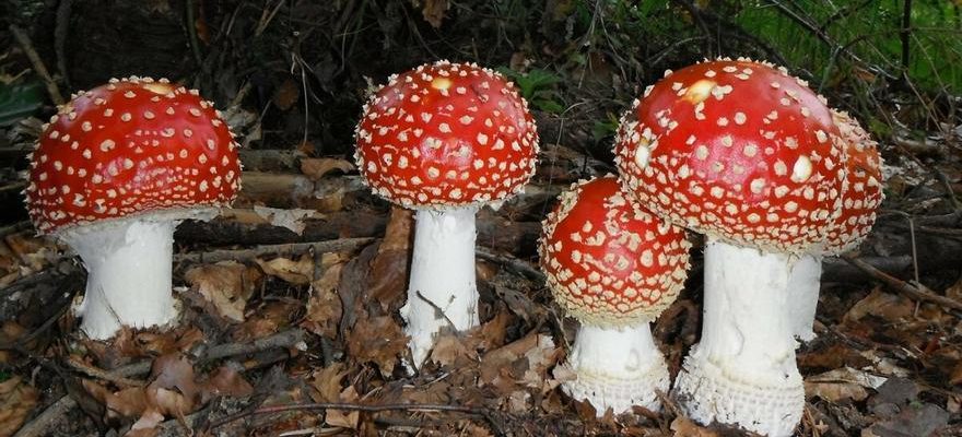 Ce sont les six champignons les plus veneneux dEspagne