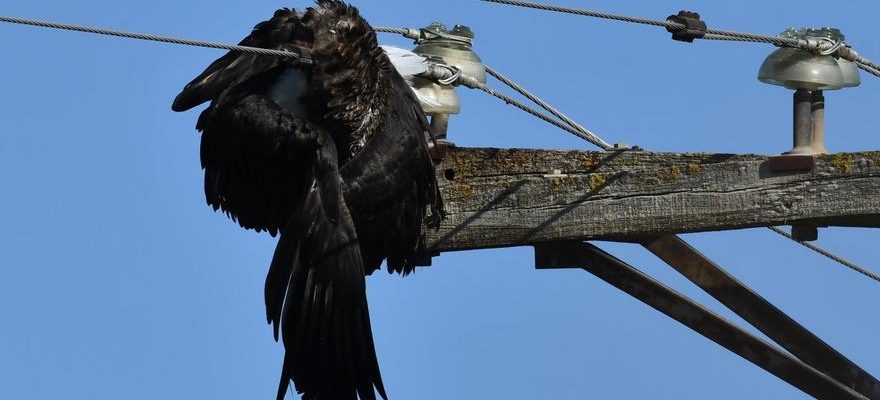 Chaque mois en Aragon 52 oiseaux electrocutes meurent en moyenne