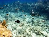 Decouverte surprenante des recifs coralliens sains en eaux profondes pres