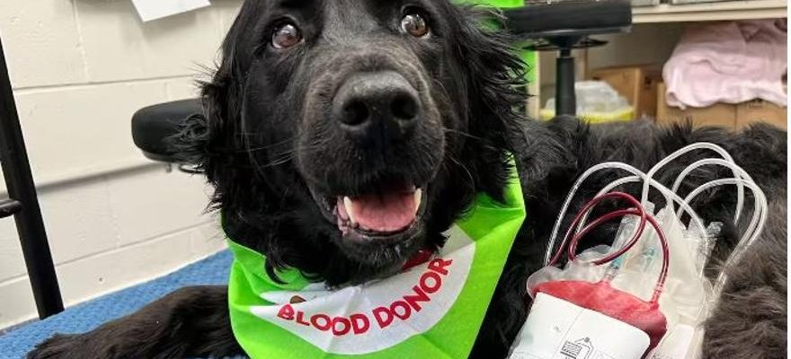 Henry le chien qui donne son sang pour sauver dautres