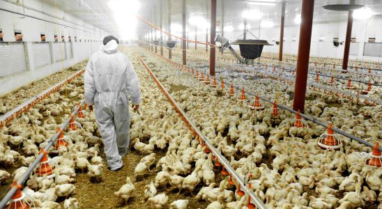 Ils creent des poulets resistants a la grippe aviaire grace