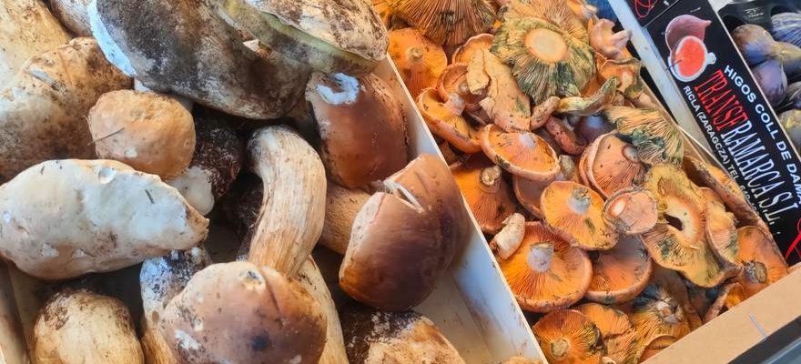 La recolte des champignons demarre tres sec et par a coups