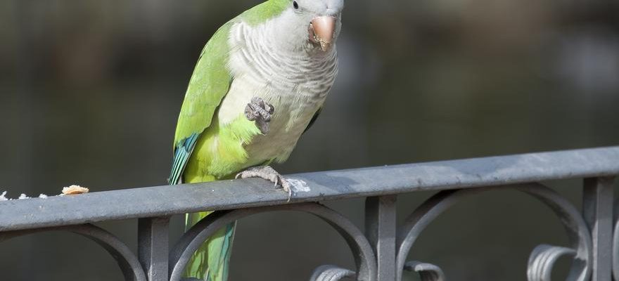 Le perroquet argentin premier animal autre que lhomme a avoir