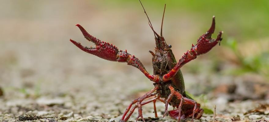 Les crabes americains dEspagne envahissent deja 95 de lhabitat des