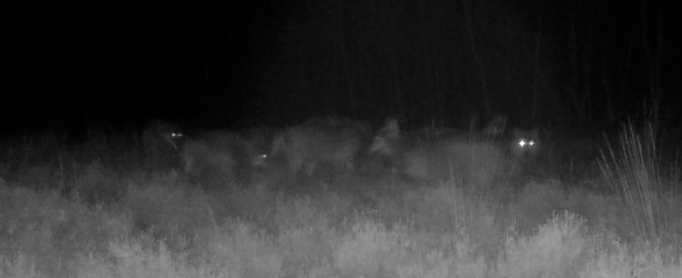 Les personnes qui pensent quelque chose au loup sont regulierement