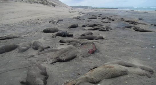 Pourquoi 1 300 bebes elephants de mer sont ils morts dans