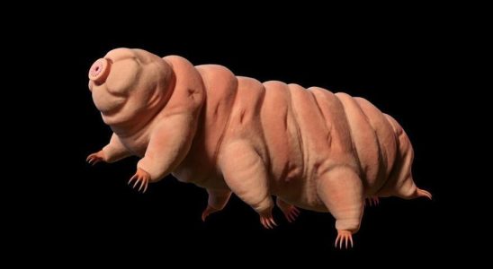 Que sont les tardigrades les seuls animaux indestructibles a avoir