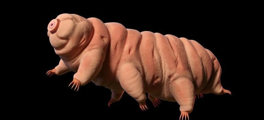 Que sont les tardigrades les seuls animaux indestructibles a avoir