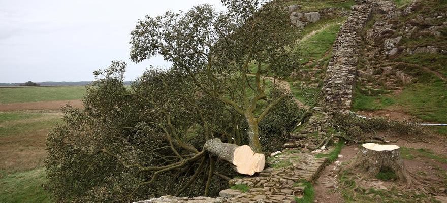 Un mineur arrete pour avoir abattu larbre Robin des