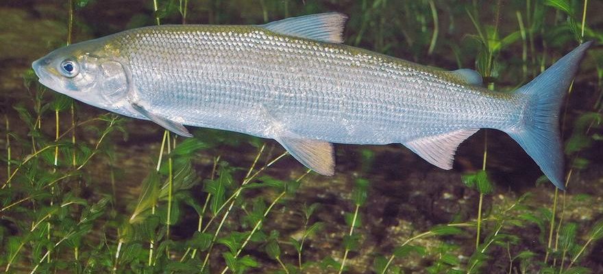 Une espece de poisson declaree eteinte qui sest averee vivante