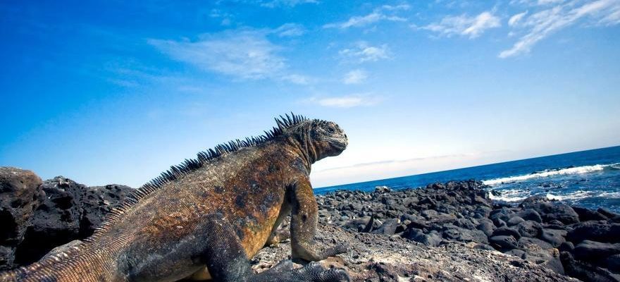 campagne pour la coexistence entre animaux de compagnie et faune