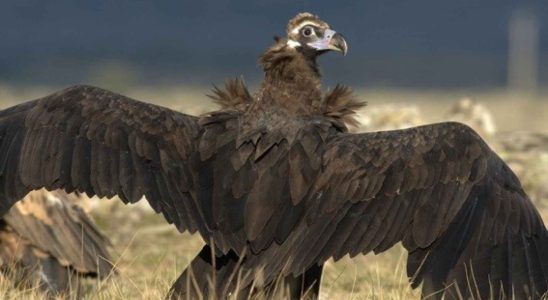pourquoi ce vautour noir a change sa route migratoire