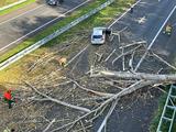 Waarom er tijdens storm Ciarán 'bovengemiddeld veel' bomen kunnen omwaaien