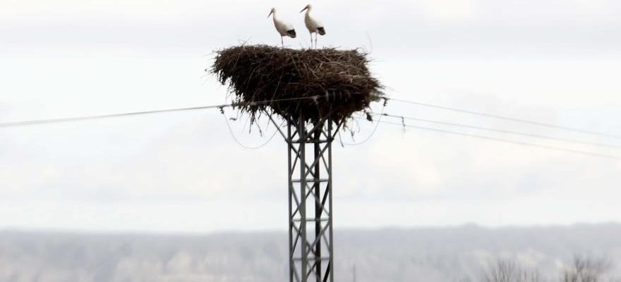 Isolation de 46 lignes electriques a Tarazona et Moncayo pour