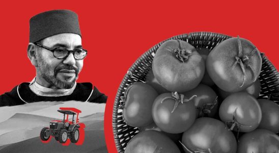 La guerre espagnole contre la tomate que le Maroc gagne