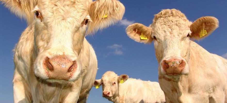 La moitie des Europeens reduisent leur consommation de viande selon