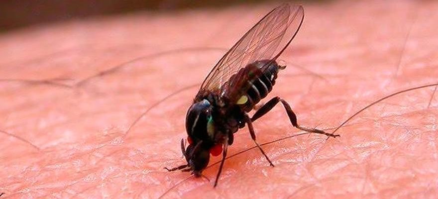 La redoutable mouche noire se developpe en Espagne avec desormais